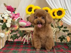 -喜洋洋宠物医院(震川路总店)