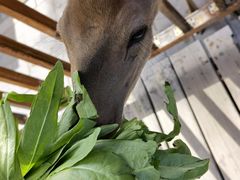 -北京鹿世界主题园