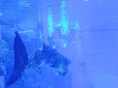 -成都浩海立方海洋公园