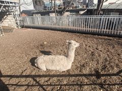-丽泽山庄·生态怀柔菜·虹鳟鱼(红螺寺店)