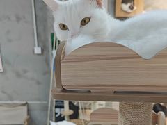 -Heymao猫咖.咖啡厅(东门店)