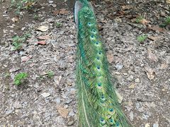-合肥野生动物园