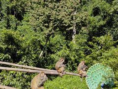 -西双版纳原始森林公园