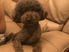 -北京恒爱动物医院(清景园分院)