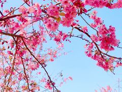 -天适樱花悠乐园