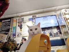 -平行世界·猫咖(首经贸店)