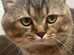 -瑞鹏宠物医院·骨科·猫科·内科(第一中心)