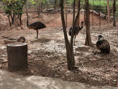 -清迈夜间动物园