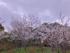 -南汇桃花村