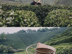 -龙坞茶村