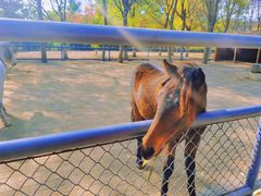 -长白岛森林公园