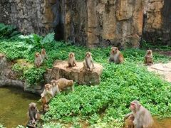-海南热带野生动植物园