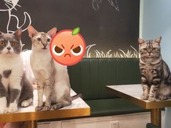 等待猫罐头的猫主子们-遇见羊驼·奶狗咖·布偶猫咖·法斗柯基柴犬阿拉斯加(春熙路太古里IFS店)