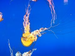 -太平洋海底世界