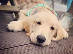 -北京恒爱动物医院(清景园分院)