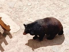 -石家庄市动物园