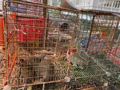 -马陆小张葡萄园农家乐