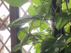 -卡普里披萨·牛扒·下午茶