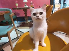 -猫色咖啡·猫咖