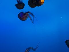 -太平洋海底世界