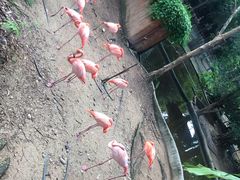 -清迈夜间动物园