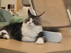 -猫域·湾主题猫咖·宠物吧(南坪城市广场店)