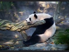 -成都大熊猫繁育研究基地