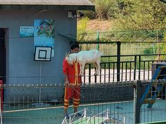 -中国扬子鳄村
