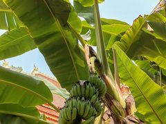 -西双版纳傣族园