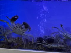 -蟹状元大闸蟹·年货·粽子(成都成华店)