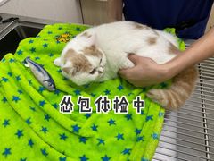-凯特喵百思猫专科医院