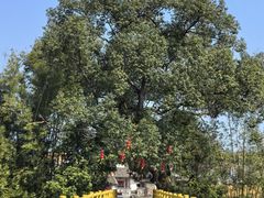 -苏家围·东江画廊旅游景区