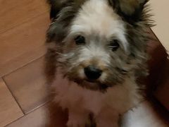 -安安宠医·安宠宠物医院