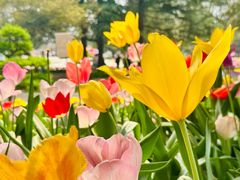 -洛阳郁金香牡丹园