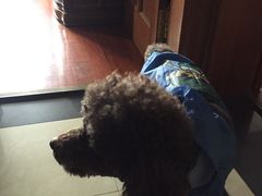 -爱侣宠医·鹦鹉专科·小型哺乳类·异宠专科(灵石路店)