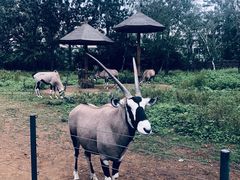 -大连森林动物园