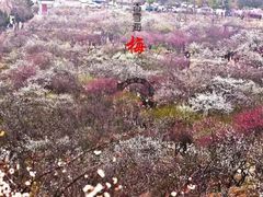 -香雪海