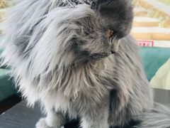 -猫小院猫主题咖啡厅(北锣店)