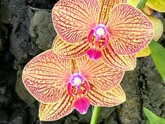 -北京植物园-展览温室