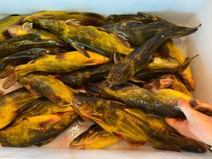 嘎牙子鱼-江湖水乡铁锅炖魚(周庄嘉园店)