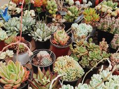 -金陵花卉交易市场