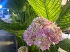 -小西家作(富力爱丁堡店)