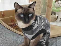 -喵园·猫主题咖啡厅·撸猫·猫咖(国贸店)