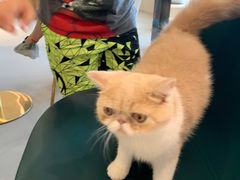 -飞行喵MR PILOT|猫舍·猫咖(静安大融城店)