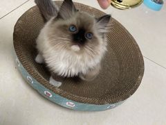 -lincat·猫舍(广州店)