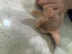 -瑞鹏宠物医院·微创内窥镜·骨外科·牙科(翠竹分院)