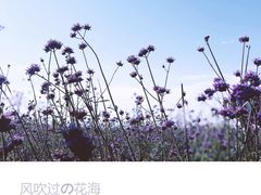 -荷兰花海