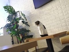 大堂-平行世界·猫咖(首经贸店)