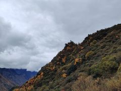 -卧龙自然保护区