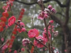 -桃花涧
